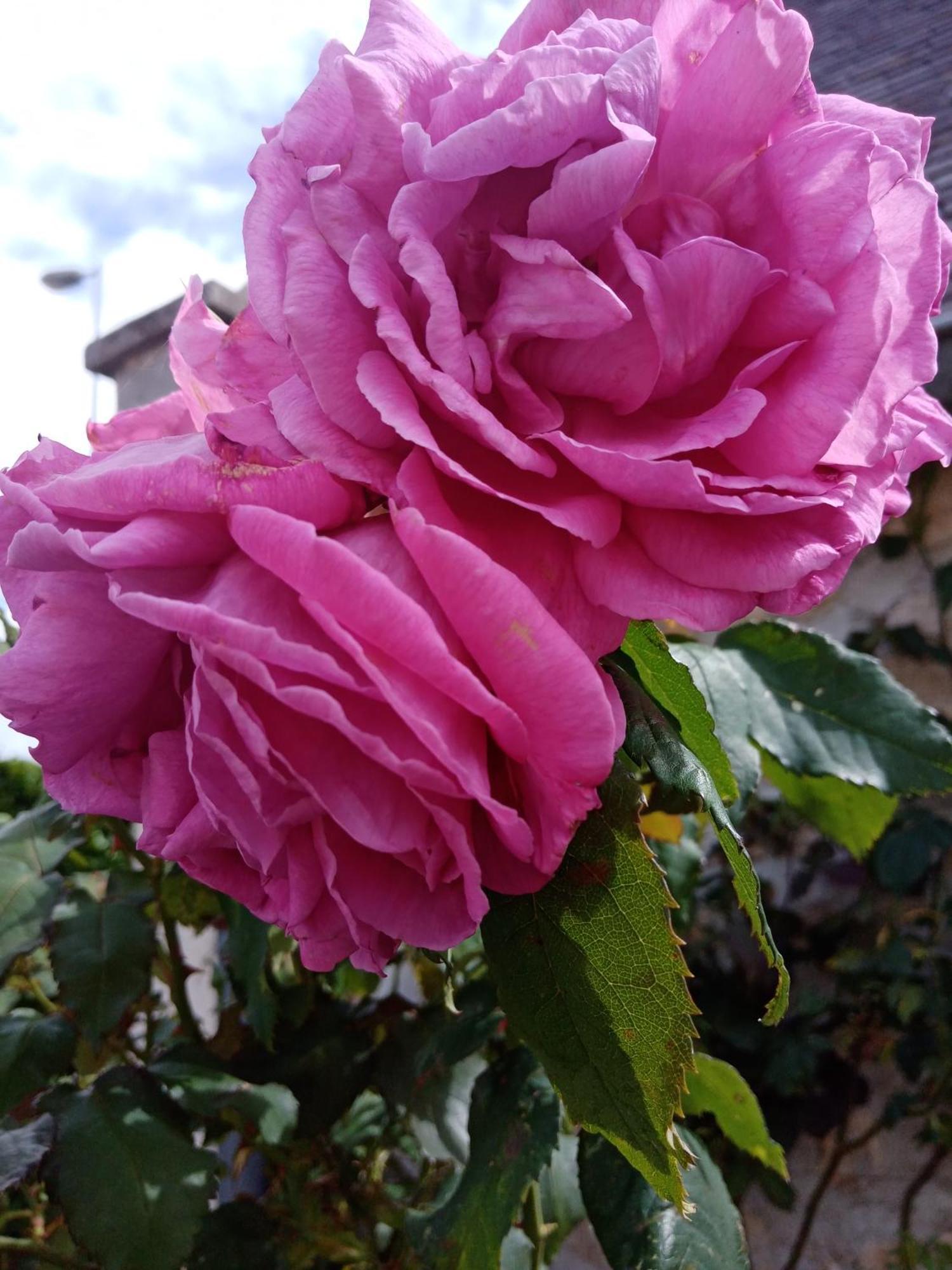 Rose Garden Bayeux Bed & Breakfast Luaran gambar
